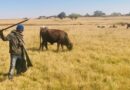 Bohlokwa ba leruo setsong sa Sesotho